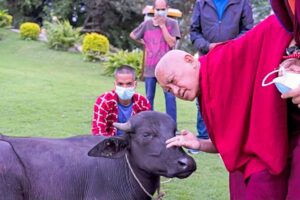 Lama-Zopa-Rinpoche-and-Buffalo-Kopan Lama-Zopa-Rinpoche-and-Buffalo-Kopan